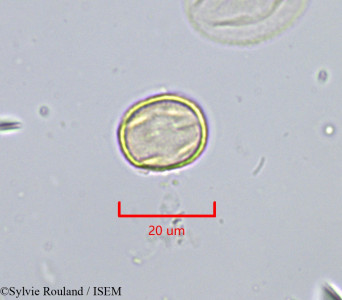 Cochlospermum planchonii - lame n° 1822