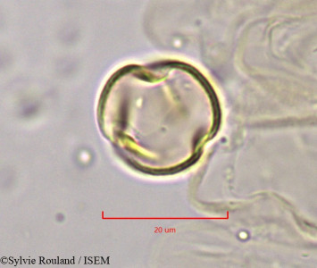 Cochlospermum tinctorium - lame n° 1821