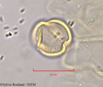 Cochlospermum tinctorium - lame n° 1821