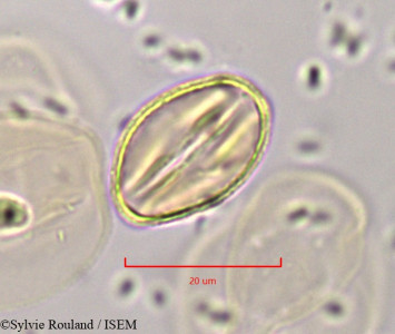 Cochlospermum tinctorium - lame n° 1821