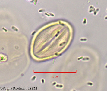 Cochlospermum tinctorium - lame n° 1821