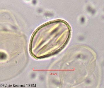 Cochlospermum tinctorium - lame n° 1821