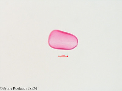 Sylvie.Rouland/Cocos_plumosa_4497/Cocos_plumosa_4497_0001(copy)_thumb.jpg