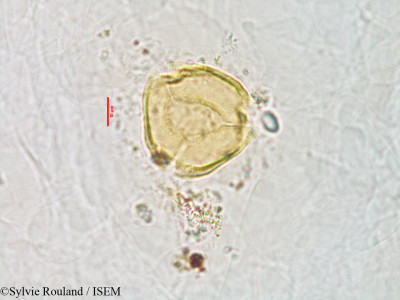 Sylvie.Rouland/Coelocarpum_glandulosum_3061/Coelocarpum_glandulosum_3061_0001(copy)_thumb.jpg