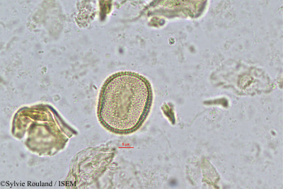 Coelocaryon klainei - lame n° 237