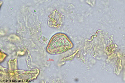 Coelocaryon klainei - lame n° 237