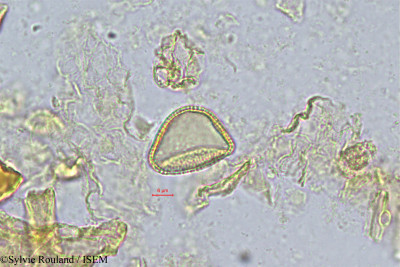 Coelocaryon klainei - lame n° 237