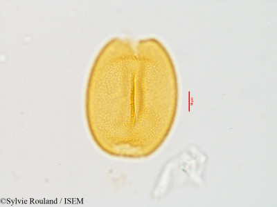 Colchicum hierosolymitanum - lame n° 3585