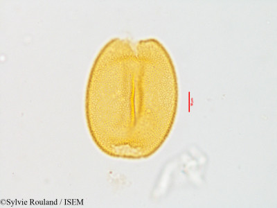 Colchicum hierosolymitanum - lame n° 3585