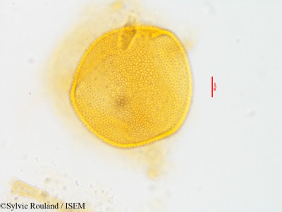 Colchicum hierosolymitanum - lame n° 3585
