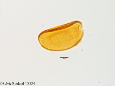 Colchicum stevenii - lame n° 3588