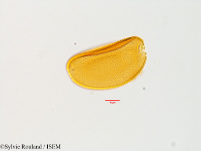 Colchicum stevenii - lame n° 3588