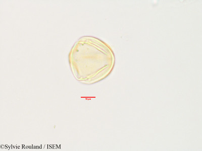 Sylvie.Rouland/Colubrina_alluaudii_3485/Colubrina_alluaudii_3485_0001(copy)_thumb.jpg
