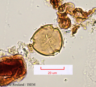 Sylvie.Rouland/Colubrina_decipiens_1349/Colubrina_decipiens_1349_0001(copy)_thumb.jpg