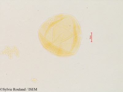 Columnea vedrariensis - lame n° 4863