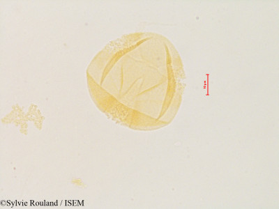 Columnea vedrariensis - lame n° 4863