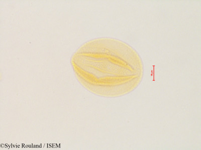 Columnea vedrariensis - lame n° 4863