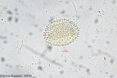 Sylvie.Rouland/Commelina_attenuata_5689/Commelina_attenuata_5689_0001(copy)_thumb.jpg