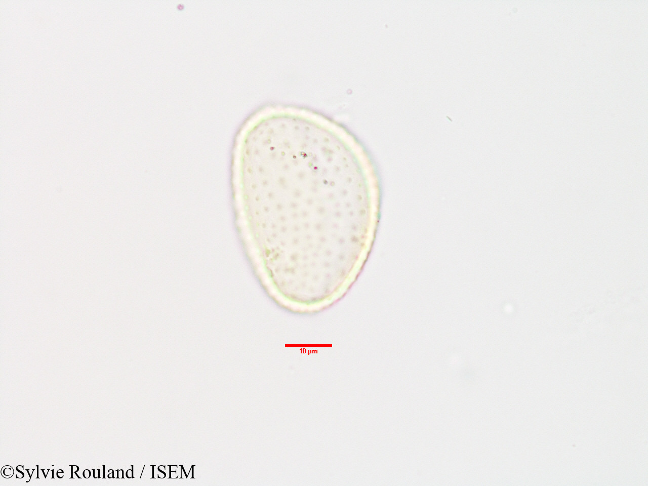 Sylvie.Rouland/Commelina_major_3303/Commelina_major_3303_0001(copy).jpg