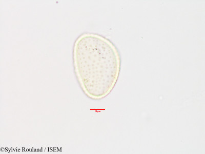Sylvie.Rouland/Commelina_major_3303/Commelina_major_3303_0001(copy)_thumb.jpg