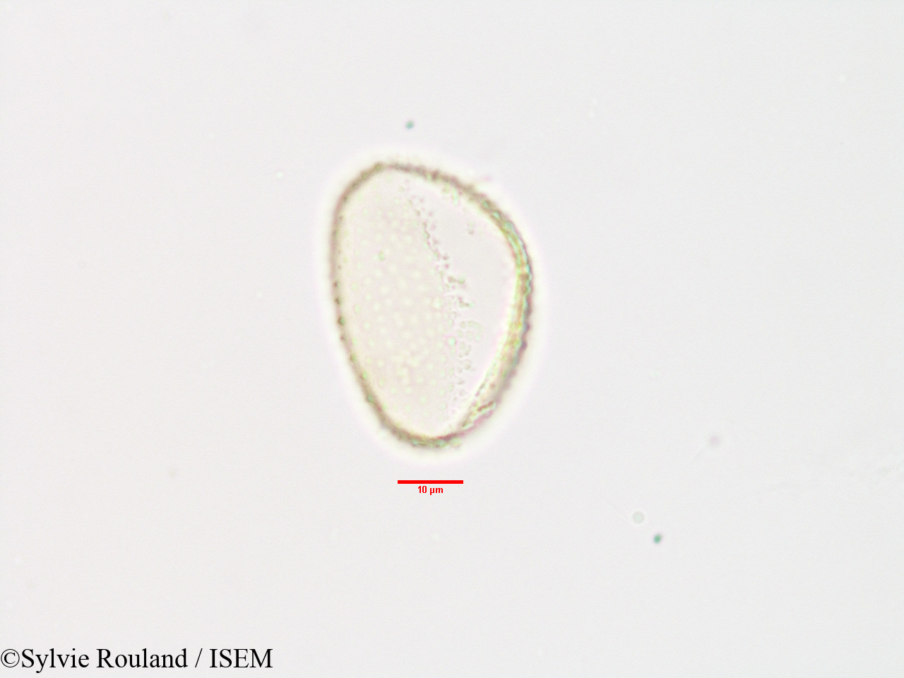 Sylvie.Rouland/Commelina_major_3303/Commelina_major_3303_0002(copy).jpg