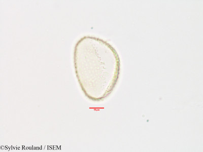 Commelina major - lame n° 3303