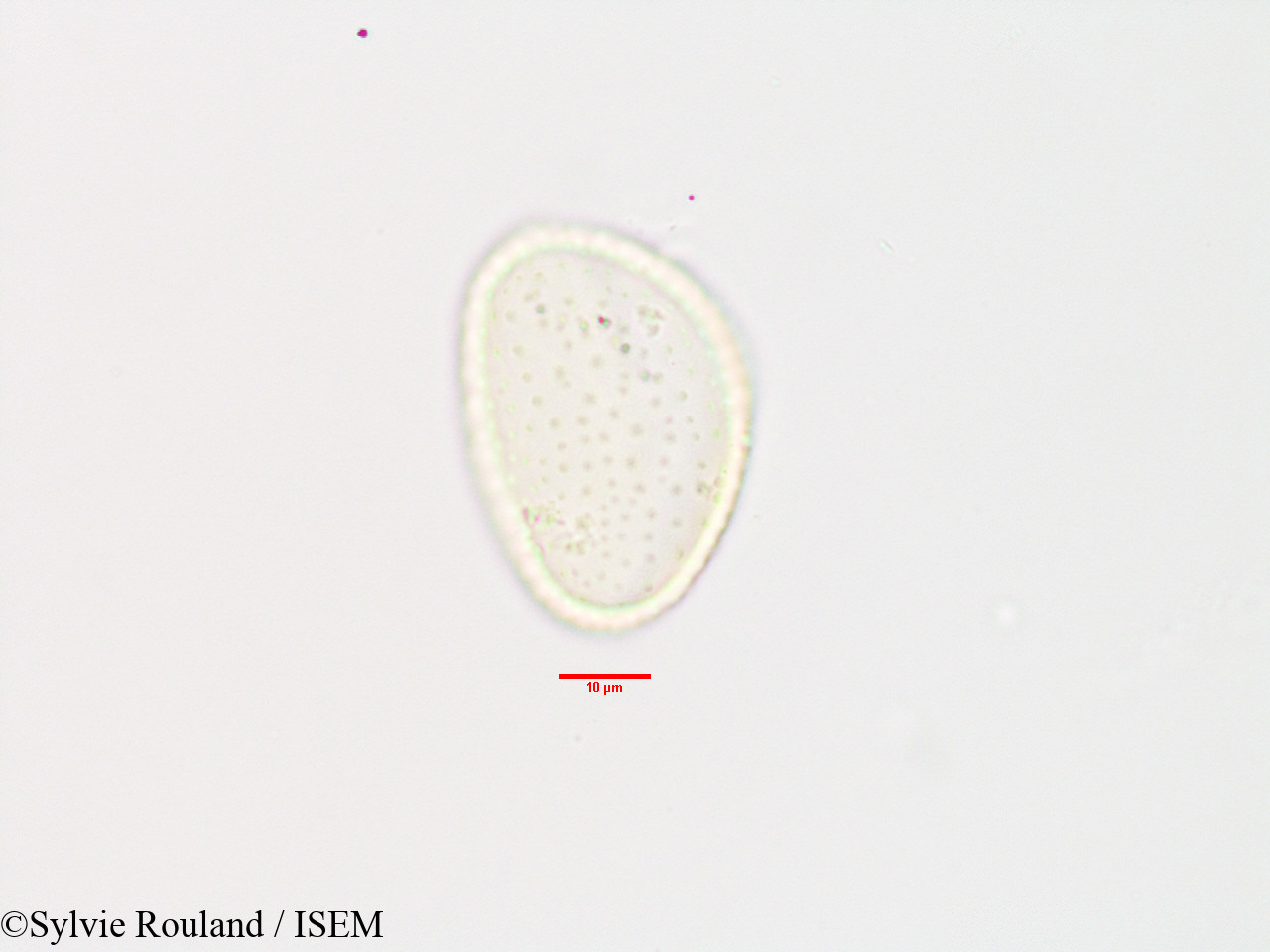 Sylvie.Rouland/Commelina_major_3303/Commelina_major_3303_0003(copy).jpg