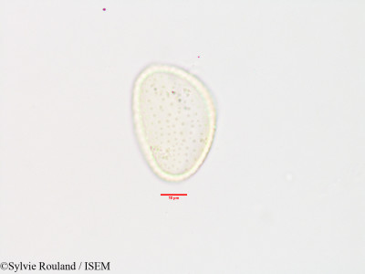 Commelina major - lame n° 3303