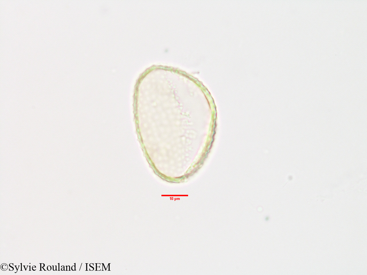 Sylvie.Rouland/Commelina_major_3303/Commelina_major_3303_0004(copy).jpg