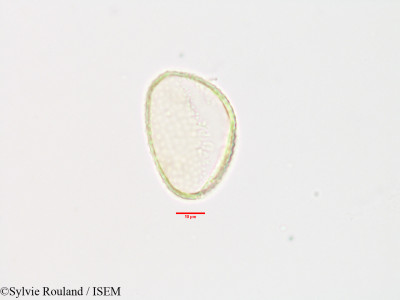 Commelina major - lame n° 3303