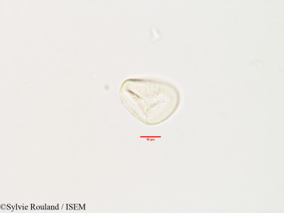 Sylvie.Rouland/Commelina_montigena_3304/Commelina_montigena_3304_0001(copy)_thumb.jpg