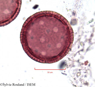 Sylvie.Rouland/Commicarpus_africanus_744/Commicarpus_africanus_744_0001(copy)_thumb.jpg