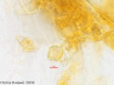Sylvie.Rouland/Commiphora_grandifolia_1117/Commiphora_grandifolia_1117_0001(copy)_thumb.jpg