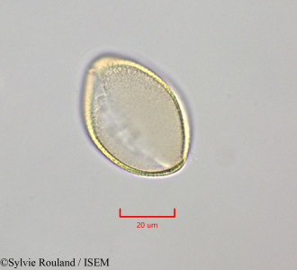 Sylvie.Rouland/Congea_tomentosa_47267/Congea_tomentosa_47267_0001(copy)_thumb.jpg