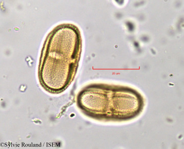 Sylvie.Rouland/Conium_maculatum_832/Conium_maculatum_832_0001(copy)_thumb.jpg