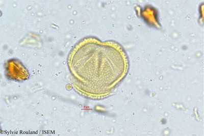 Connarus monocarpus - lame n° 5020