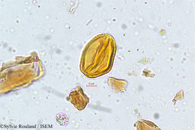 Connarus monocarpus - lame n° 5020