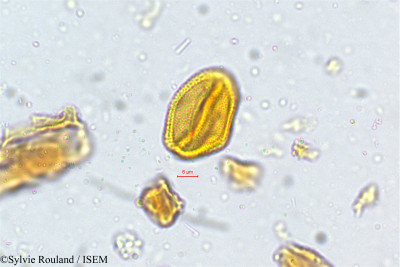 Connarus monocarpus - lame n° 5020