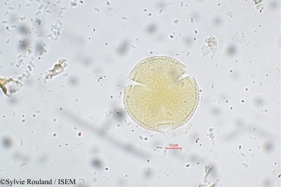 Sylvie.Rouland/Connarus_sclerocarpus_5665/Connarus_sclerocarpus_5665_0001(copy)_thumb.jpg