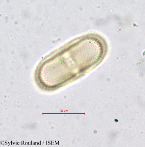 Conopodium denudatum - lame n° 656