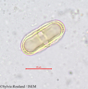 Conopodium denudatum - lame n° 656