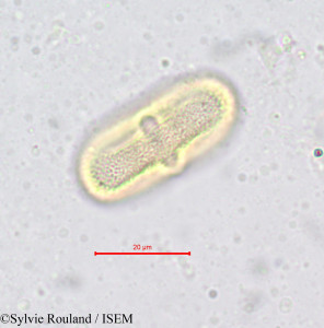 Conopodium denudatum - lame n° 656