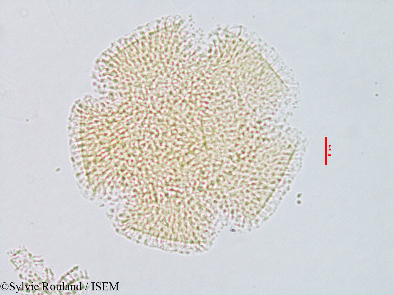 Sylvie.Rouland/Convolvulus_parviflorus_3080/Convolvulus_parviflorus_3080_0001(copy).jpg