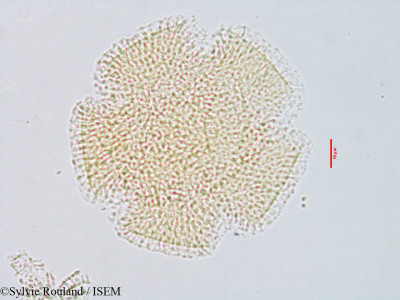 Sylvie.Rouland/Convolvulus_parviflorus_3080/Convolvulus_parviflorus_3080_0001(copy)_thumb.jpg