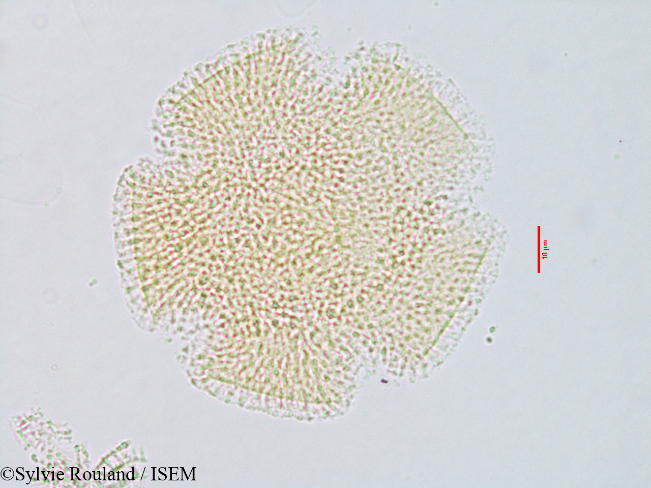 Sylvie.Rouland/Convolvulus_parviflorus_3080/Convolvulus_parviflorus_3080_0002(copy).jpg
