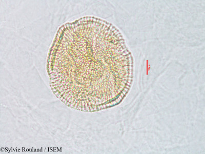 Convolvulus parviflorus - lame n° 3080