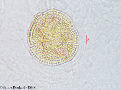 Convolvulus parviflorus - lame n° 3080