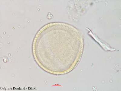 Corallocarpus grevei - lame n° 3261