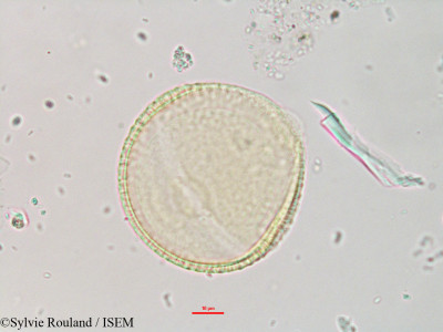 Corallocarpus grevei - lame n° 3261