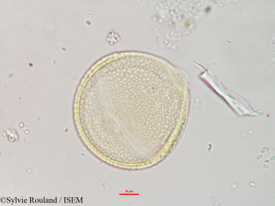 Corallocarpus grevei - lame n° 3261